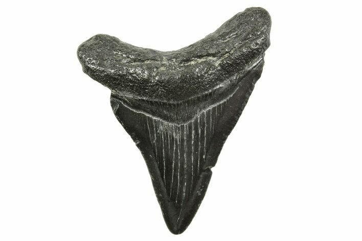 Juvenile Megalodon Tooth - South Carolina #375953